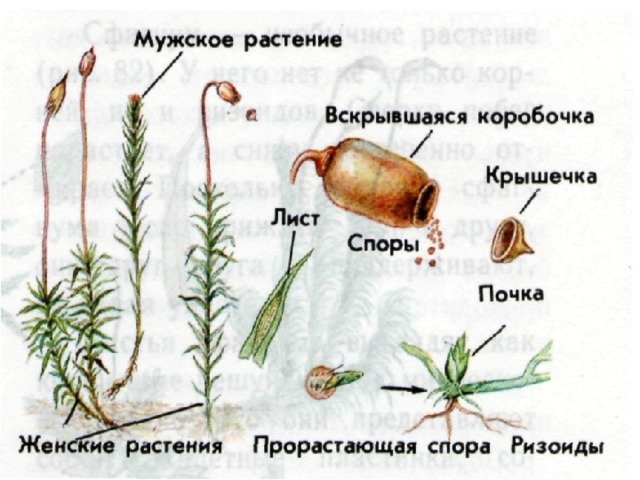 Кукушкин лен размножение схема