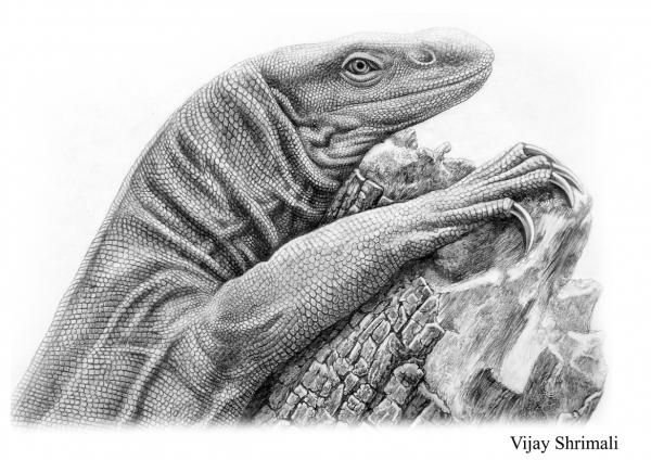 Ящерица рисунок