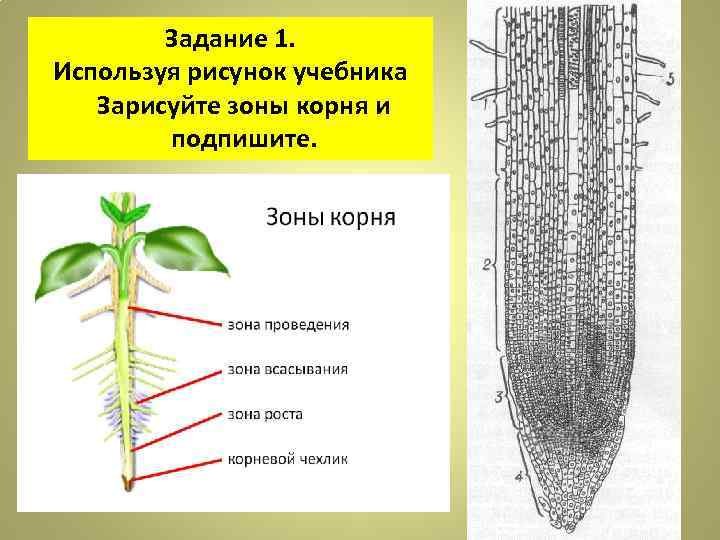 Строение корня зоны