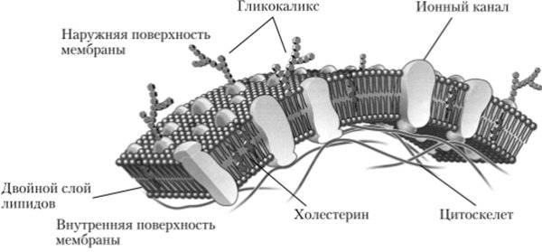 Клеточная мембрана гликокаликс