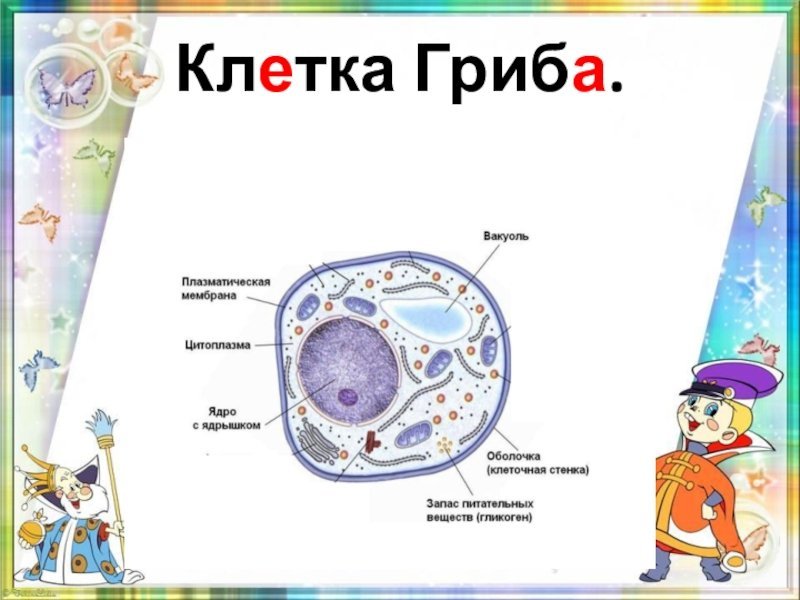 Строение клетки гриба 5 класс