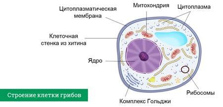 Грибная клетка