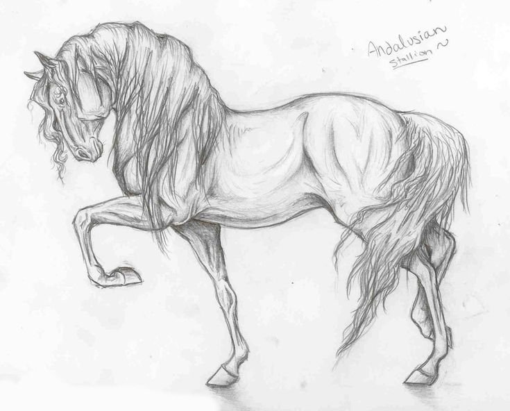 Лошадь рисунок карандашом