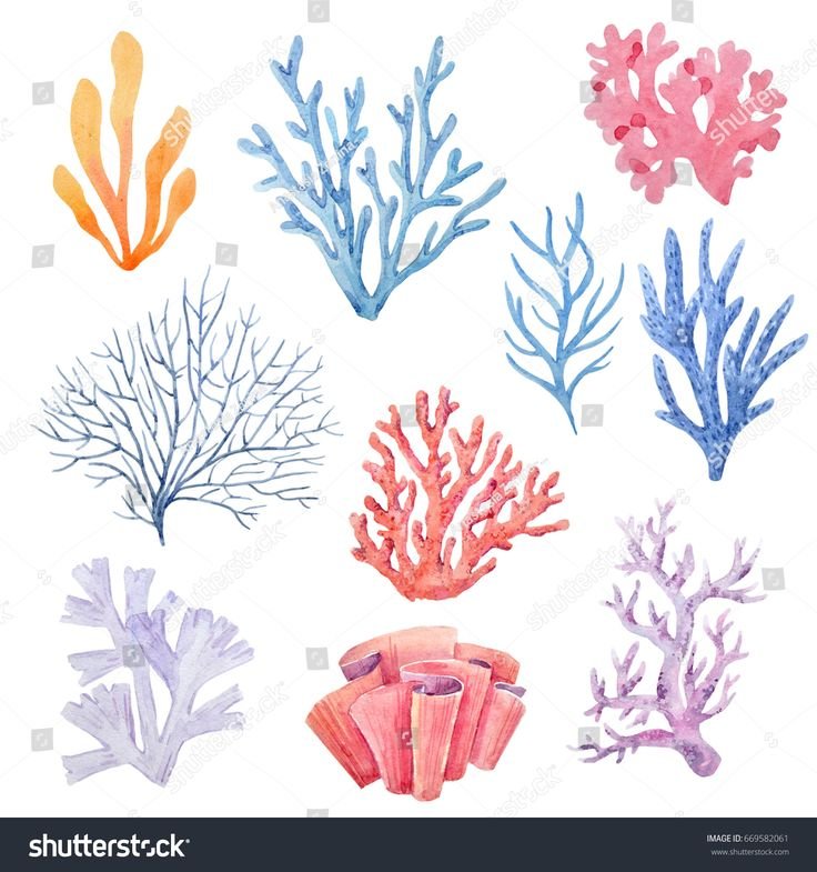 Кораллы и водоросли