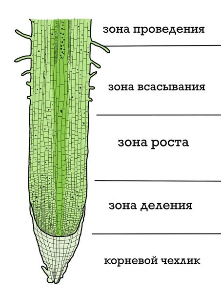 Корневой чехлик зона деления