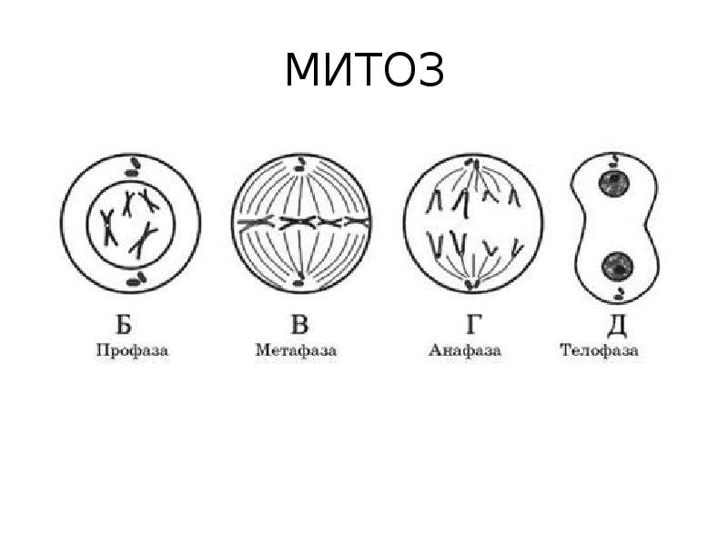 Фазы митоза 6 фаз