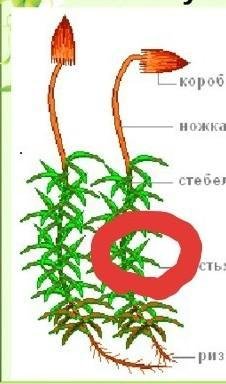 Кукушкин лен рисунок карандашом