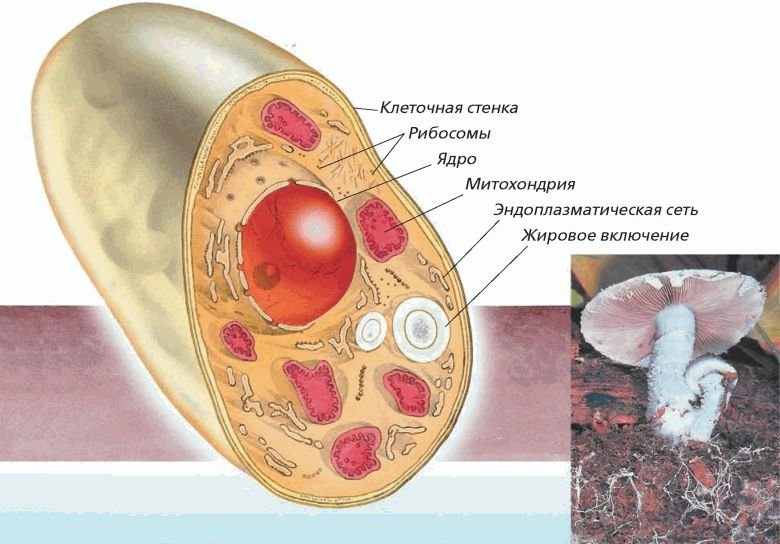 Строение ядра грибной клетки