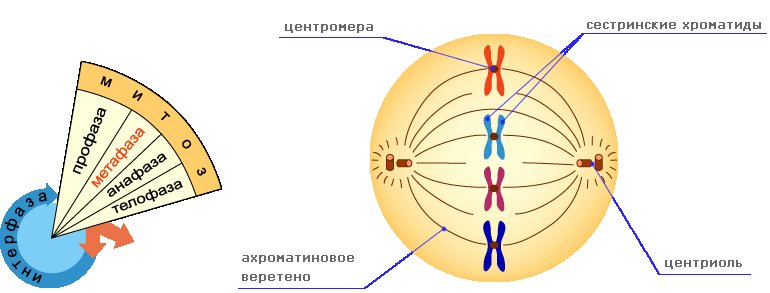 Метафаза мейоза 1