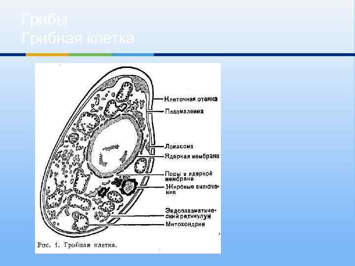 Строение грибной клетк