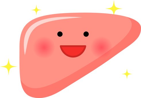 Печень нарисовать