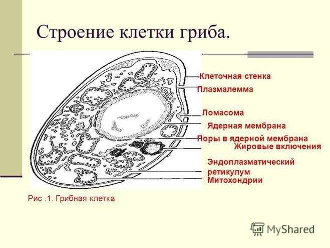 Строение грибной клетки микробиология