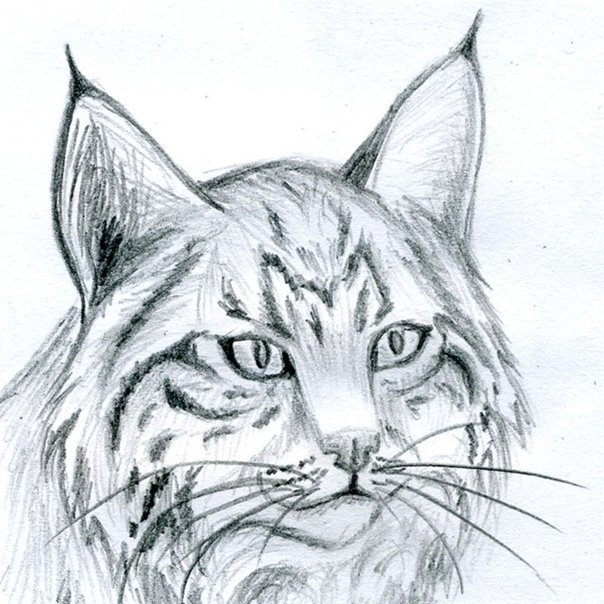 Рисунки карандашом