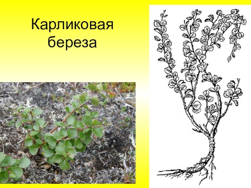 Карликовая береза