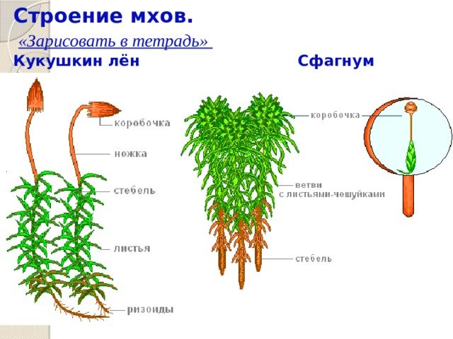 Строение листьев мха Кукушкин лен
