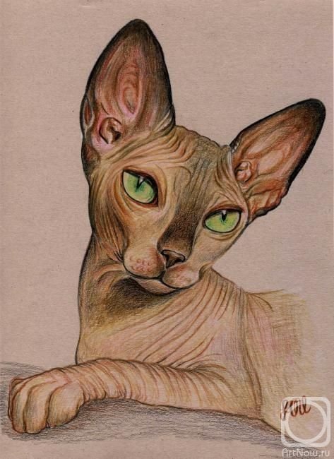 Лысая кошка сфинкс