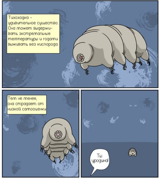 Тихоходка строение
