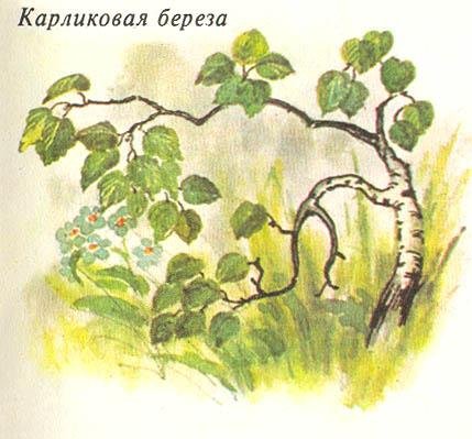 Карликовая берёза в тундре