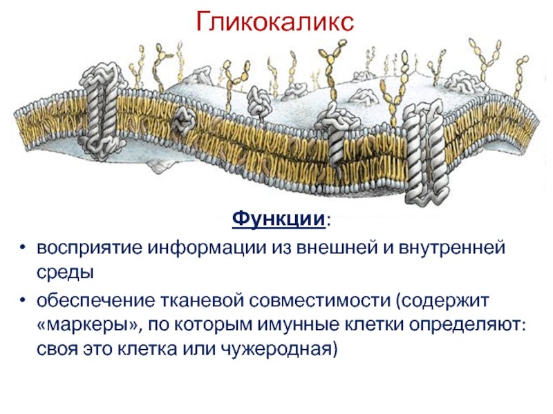 Гликокаликс строение и функции