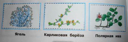 Карликовая береза иллюстрация