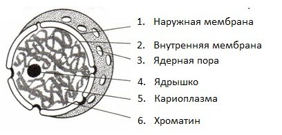 Структурные компоненты ядра на рисунке