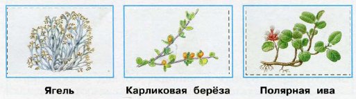Ягель карликовая береза Полярная Ива