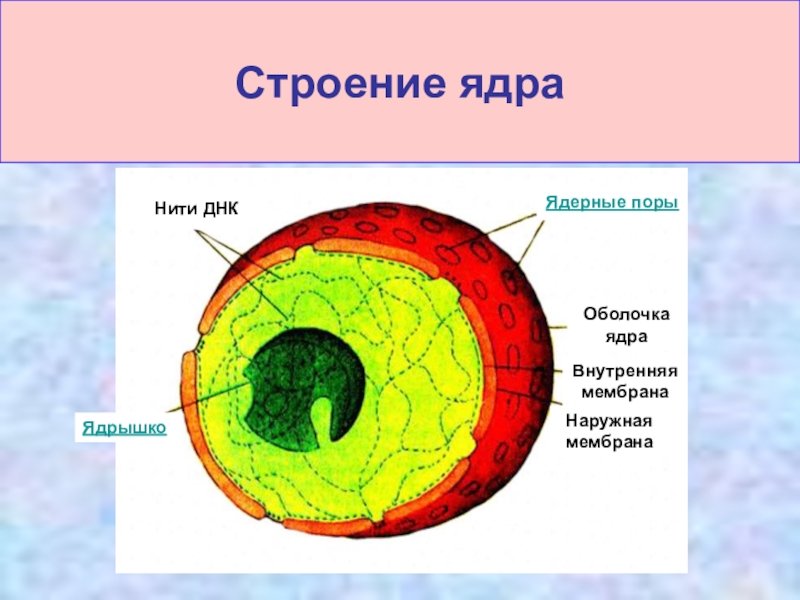 Строение ядра эукариотической клетки