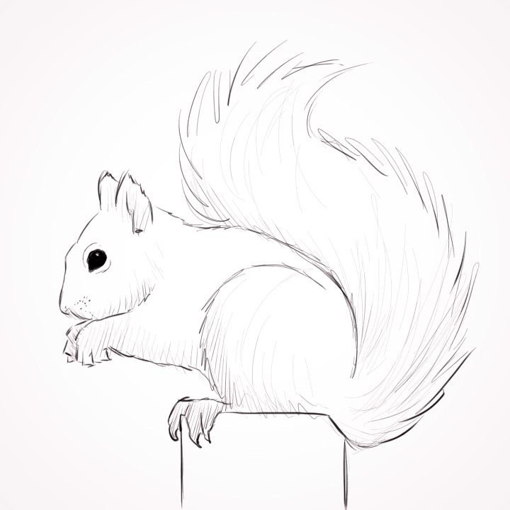 Белка сбоку рисунок