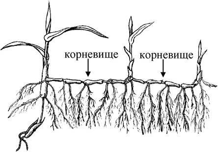 Размножение пырея корневищами