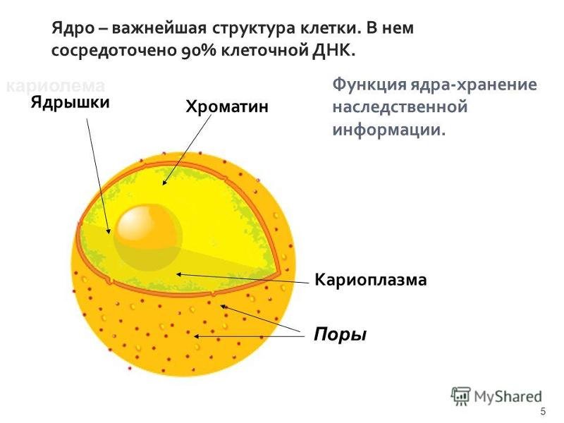 Схема ядра эукариотической клетки
