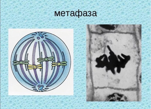 Прометафаза метафаза Веретено деления
