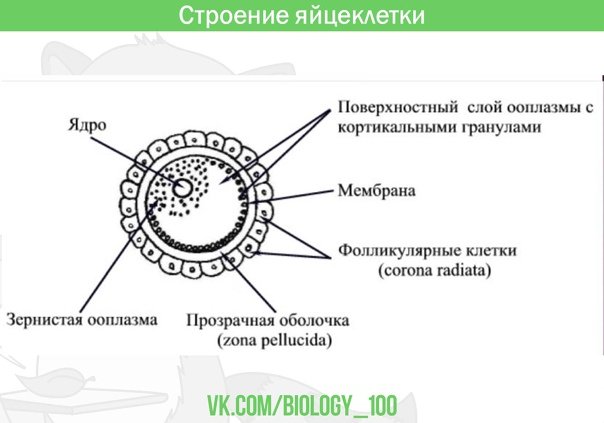 Схема строения яйцеклетки млекопитающих