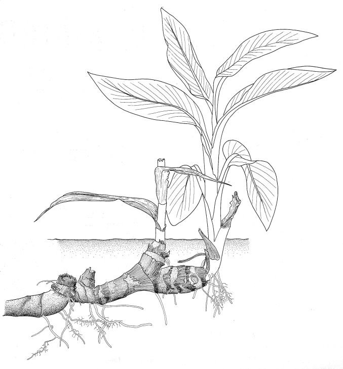 Корневище рисунок