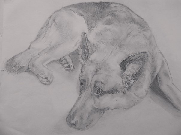 Рисунок собаки графа