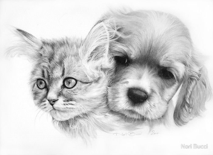 Рисунки животных карандашом