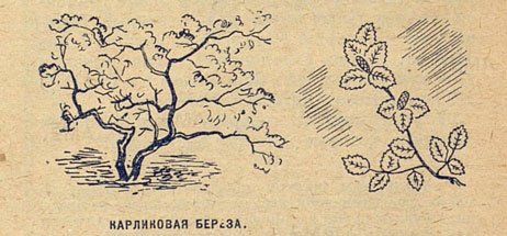 Нарисовать карликовую березу