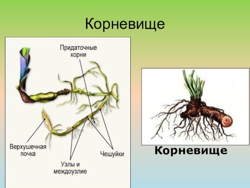 Корневище пырея это побег