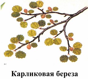 Изображение карликовой березы