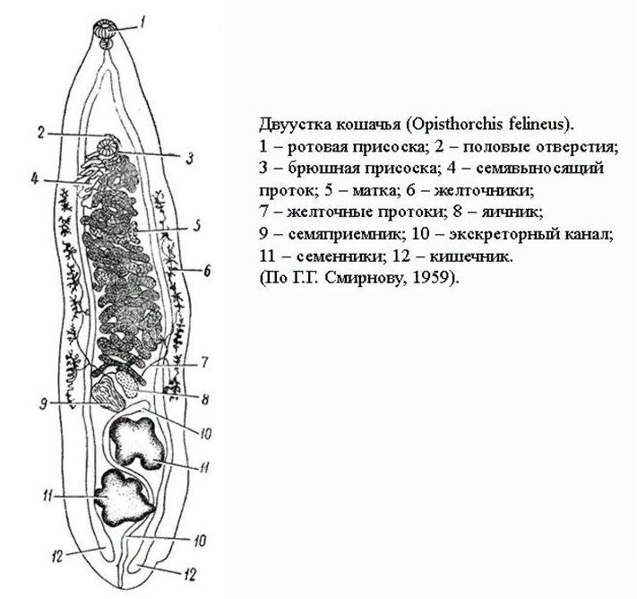 Кошачий сосальщик схема строения