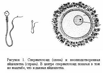 Строение сперматозоида рисунок