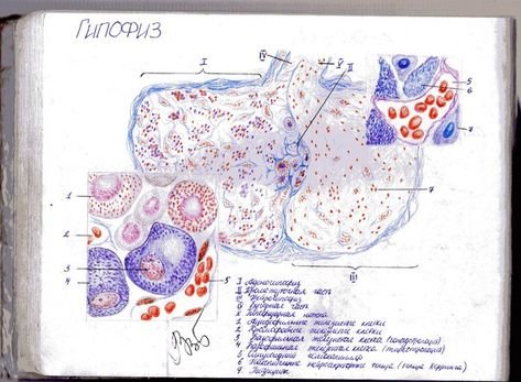 Гипофиз гистология препарат
