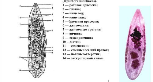 Кошачий сосальщик