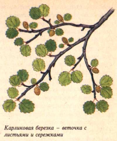 Карликовая береза ветка