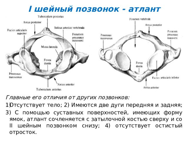 Строение Атланта позвонка