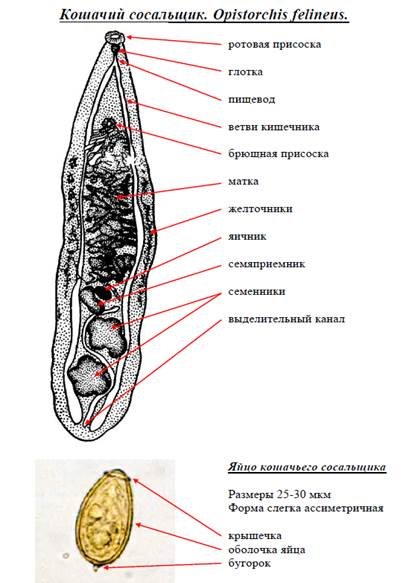 Opisthorchis felineus строение