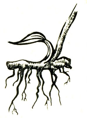Корневище рисунок