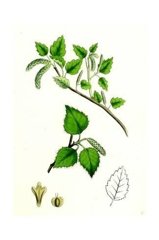 Береза карликовая плод