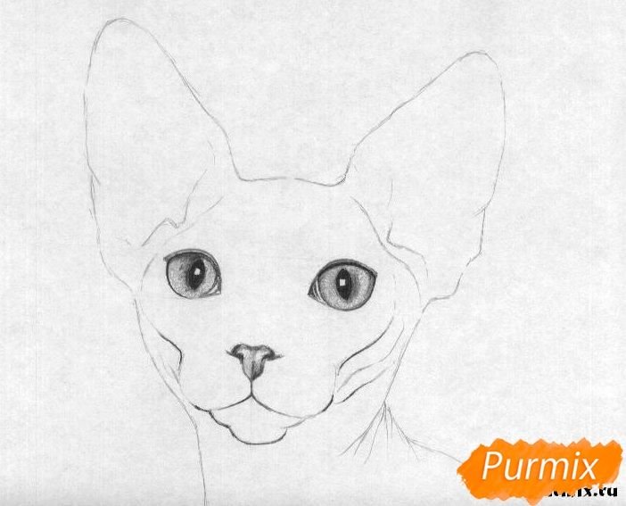 Сфинкс кошка рисунок карандашом