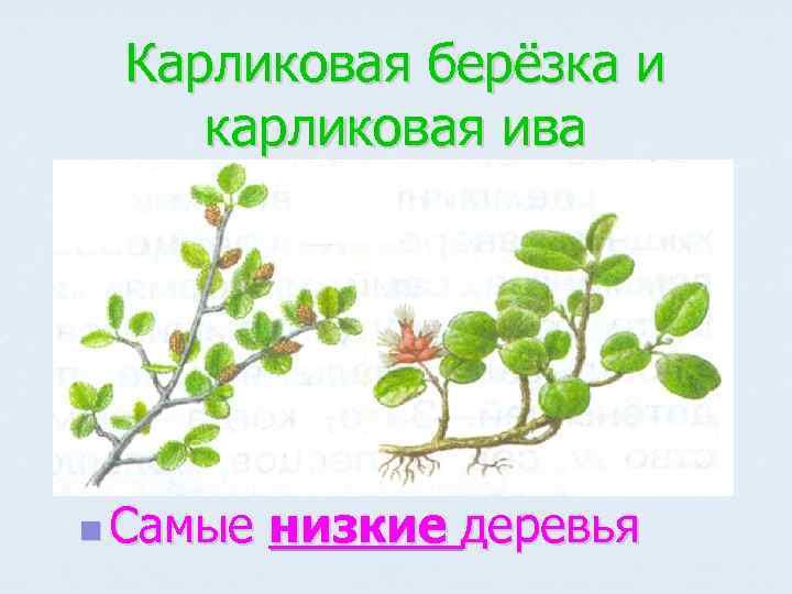 Карликовая береза и карликовая Ива