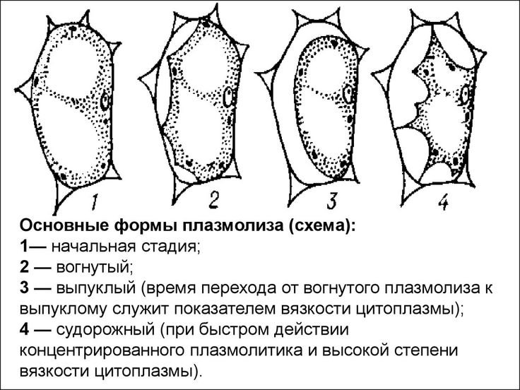 Тургор плазмолиз деплазмолиз